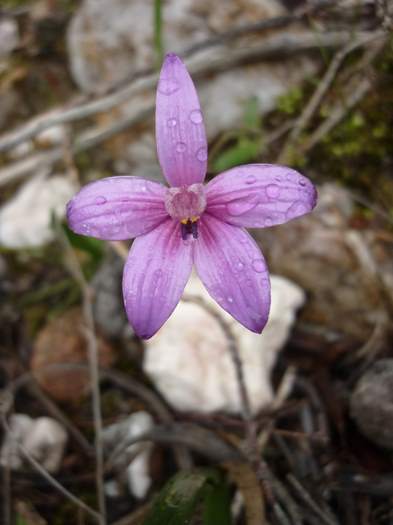 Elythranthera - enamel orchid ellis_brook_d_048.JPG